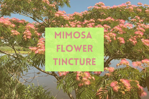 Mimosa Flower Tincture