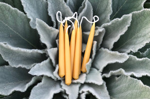 four pairs of beeswax candles are nestled into a mullein plant