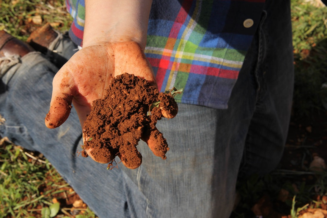 Plant a Tree in Palestine