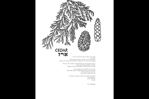 Sacred Tree Posters- Pomegranate, Almond, Cedar, Willow